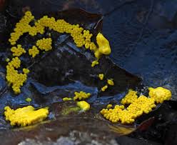 Attēlu rezultāti vaicājumam “Physarum contextum spores”