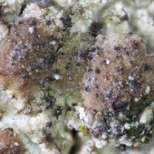 Attēlu rezultāti vaicājumam “Arthonia vinosa”