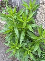 Image result for Leucanthemella serotina