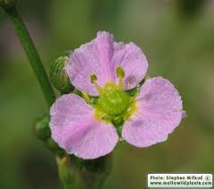 Attēlu rezultāti vaicājumam “Alisma plantago-aquatica”