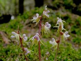 Attēlu rezultāti vaicājumam “Epipogium aphyllum”