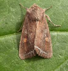 Attēlu rezultāti vaicājumam “Lacanobia oleracea”