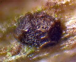 Attēlu rezultāti vaicājumam “Licea pusilla sessile”