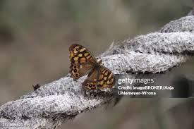 Attēlu rezultāti vaicājumam “Lasiommata megera male”