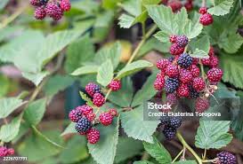 Attēlu rezultāti vaicājumam “Rubus plicatus fruit”