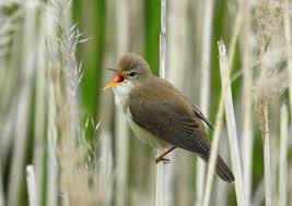 Image result for Acrocephalus aedon