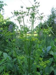Attēlu rezultāti vaicājumam “Pastinaca sativa subsp. sylvestris leaf”
