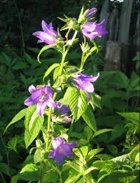 Attēlu rezultāti vaicājumam “Campanula latifolia flower”