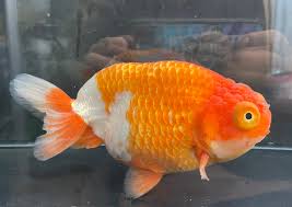 Image result for 出目金