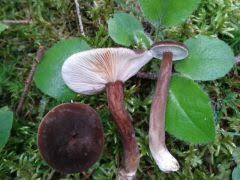 Attēlu rezultāti vaicājumam “Lactarius lygniotus”