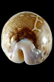 Attēlu rezultāti vaicājumam “Leporida”