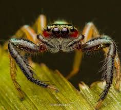 Attēlu rezultāti vaicājumam “Evarcha falcata”