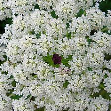 Attēlu rezultāti vaicājumam “Daucus carota subsp. carota flower”