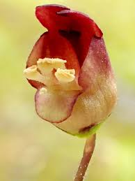 Attēlu rezultāti vaicājumam “Scrophularia umbrosa flower”