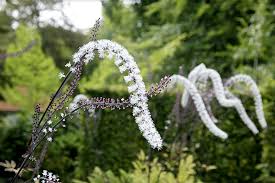 Image result for Silberkerze