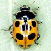 Attēlu rezultāti vaicājumam “Hippodamia notata”