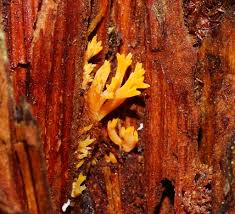 Attēlu rezultāti vaicājumam “Ramariopsis crocea”