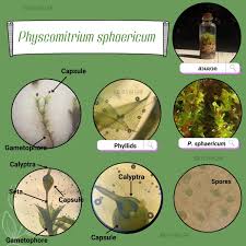 Attēlu rezultāti vaicājumam “Palustriella commutata sporophyte”