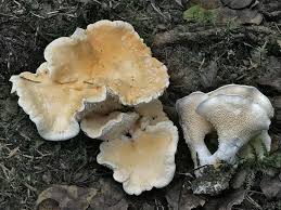 Attēlu rezultāti vaicājumam “Hydnum repandum”