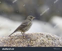 Attēlu rezultāti vaicājumam “Anthus petrosus adult”