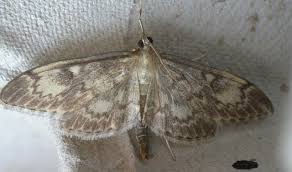 Attēlu rezultāti vaicājumam “Anania lancealis”