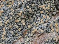 Attēlu rezultāti vaicājumam “Cliostomum corrugatum”