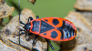 Attēlu rezultāti vaicājumam “Pyrrhocoris apterus”