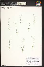 Attēlu rezultāti vaicājumam “Draba nemorosa fruit”