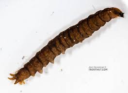 Attēlu rezultāti vaicājumam “Tipulidae larva”