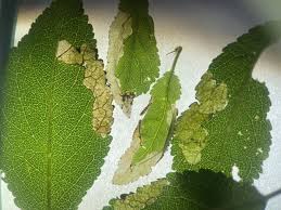 Attēlu rezultāti vaicājumam “Proutia betulina larva”