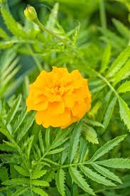Attēlu rezultāti vaicājumam “Tagetes leaf”
