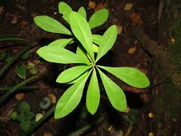 Attēlu rezultāti vaicājumam “Daphne mezereum leaf”