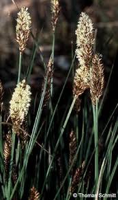 Attēlu rezultāti vaicājumam “Carex appropinquata”