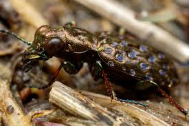 Attēlu rezultāti vaicājumam “Elaphrus cupreus”