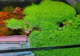 Attēlu rezultāti vaicājumam “Riccia fluitans”