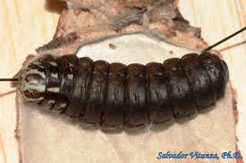 Attēlu rezultāti vaicājumam “Psychidae”