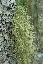 Attēlu rezultāti vaicājumam “Usnea filipendula”