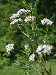 Image result for Valeriana officinalis