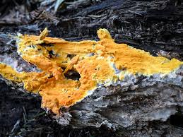 Attēlu rezultāti vaicājumam “Ceriporia”