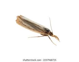 Attēlu rezultāti vaicājumam “Chrysoteuchia culmella”