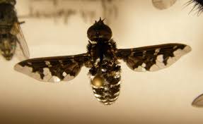 Attēlu rezultāti vaicājumam “Exoprosopa capucina”