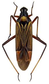 Attēlu rezultāti vaicājumam “Dicyphus nymph”