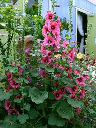Image result for Alcea (althaea) rosea