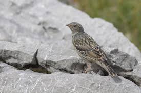 Image result for Prunella collaris