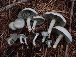 Attēlu rezultāti vaicājumam “Collybia sp.”