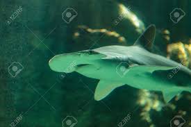 Image result for Sphyrna tiburo