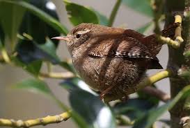 Attēlu rezultāti vaicājumam “Troglodytes troglodytes”