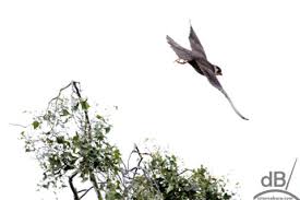 Attēlu rezultāti vaicājumam “Falco subbuteo adult”