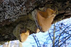 Attēlu rezultāti vaicājumam “Phellinus”