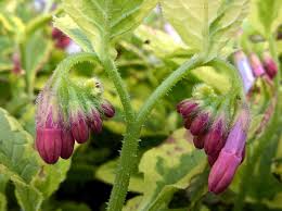 Attēlu rezultāti vaicājumam “Symphytum officinale bud”